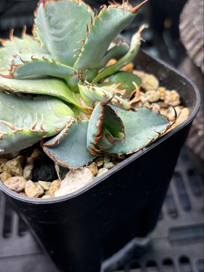 アガベ　MSBO ブルー選抜