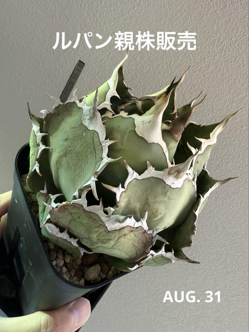 アガベ オテロイ ルパン イラン産 親株