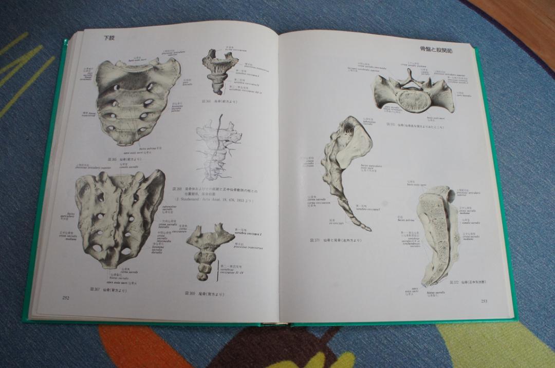 Sobotta　図説人体解剖学2　医学書院