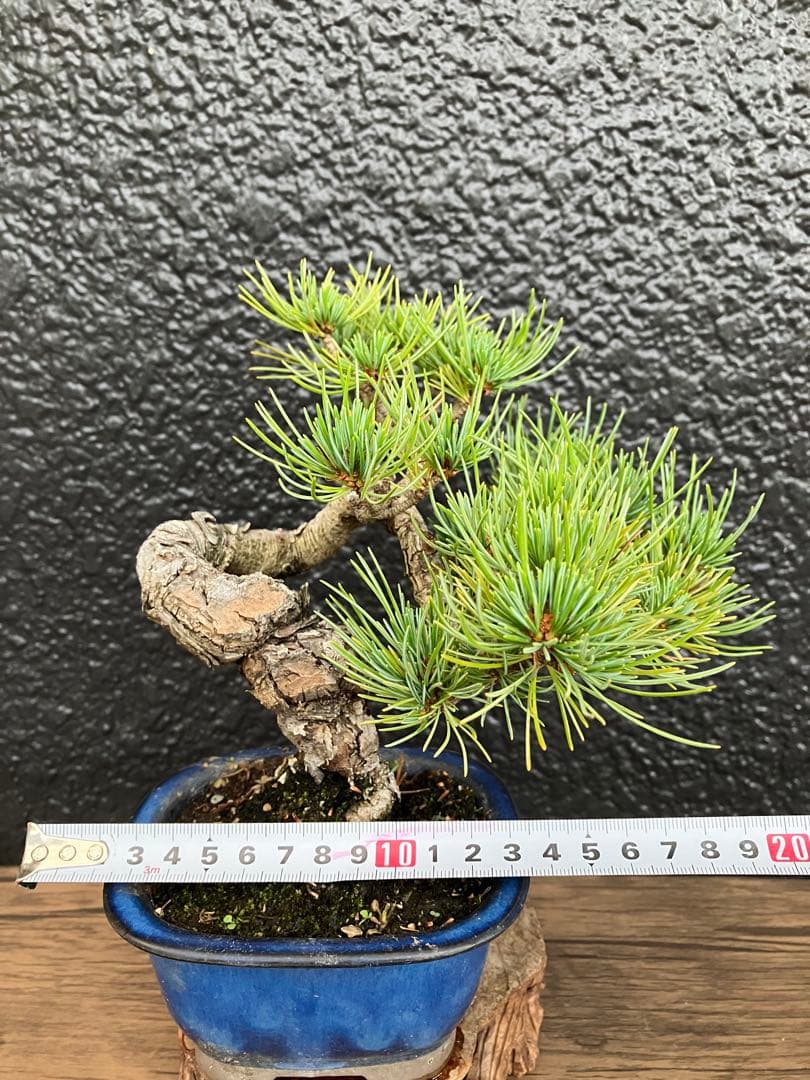 大特価!小品盆栽 五葉松 半懸崖 極太 大特価!小品盆栽 五葉松 半懸崖 極太