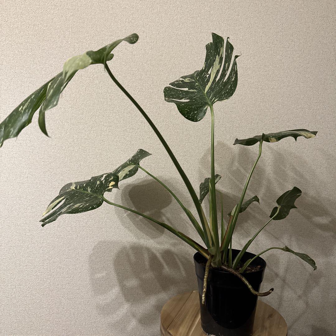 斑入りモンステラ/モンステラタイコンステレーション 大株 高さ約62cm