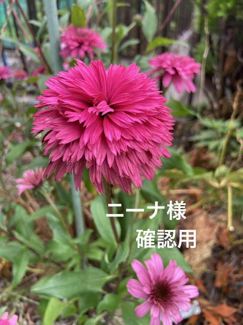 エキナセア