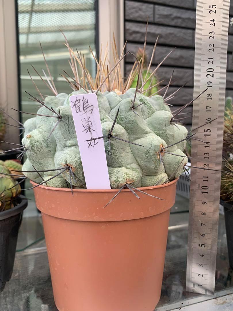 柱サボテン ブランチ 5号 おまかせ （サボテン：柱サボテン