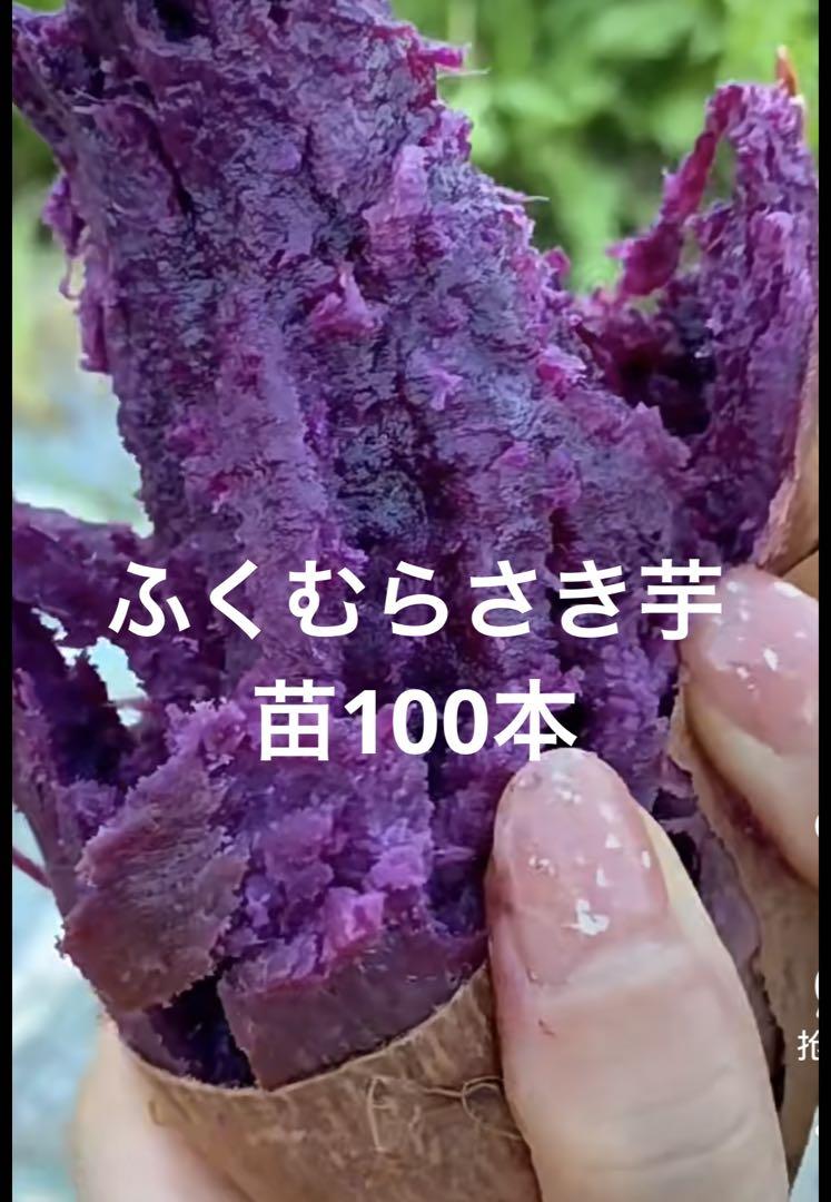 ふくむらさき芋苗100本