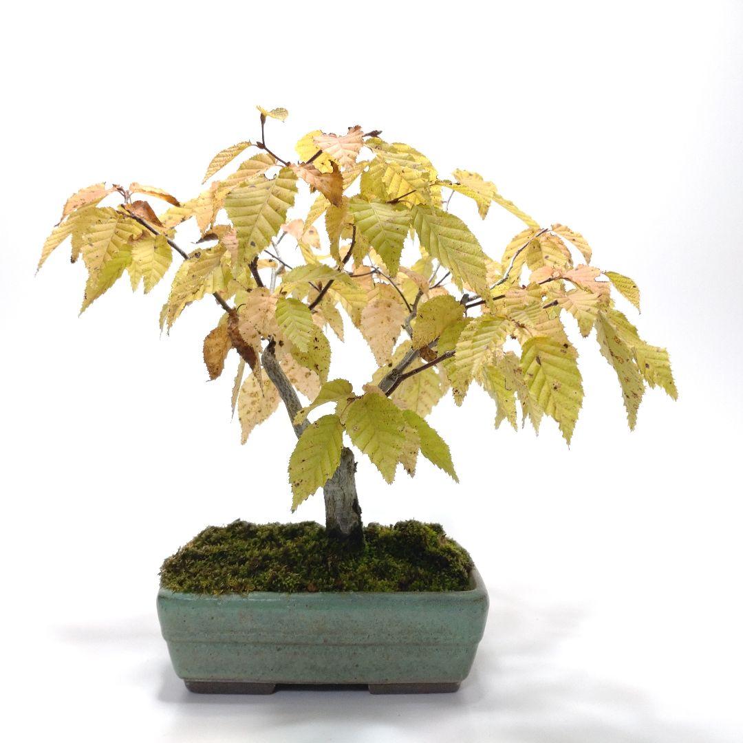 赤四手（アカシデ）盆栽 SS005