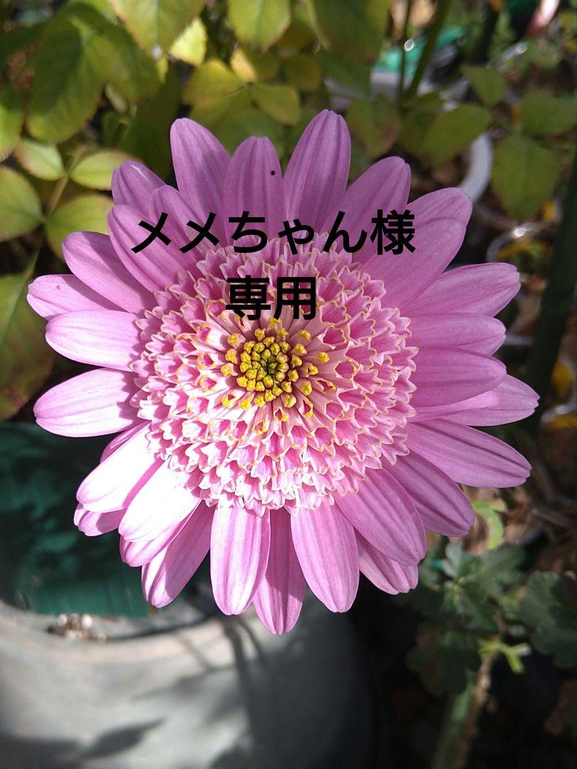 菊 苗