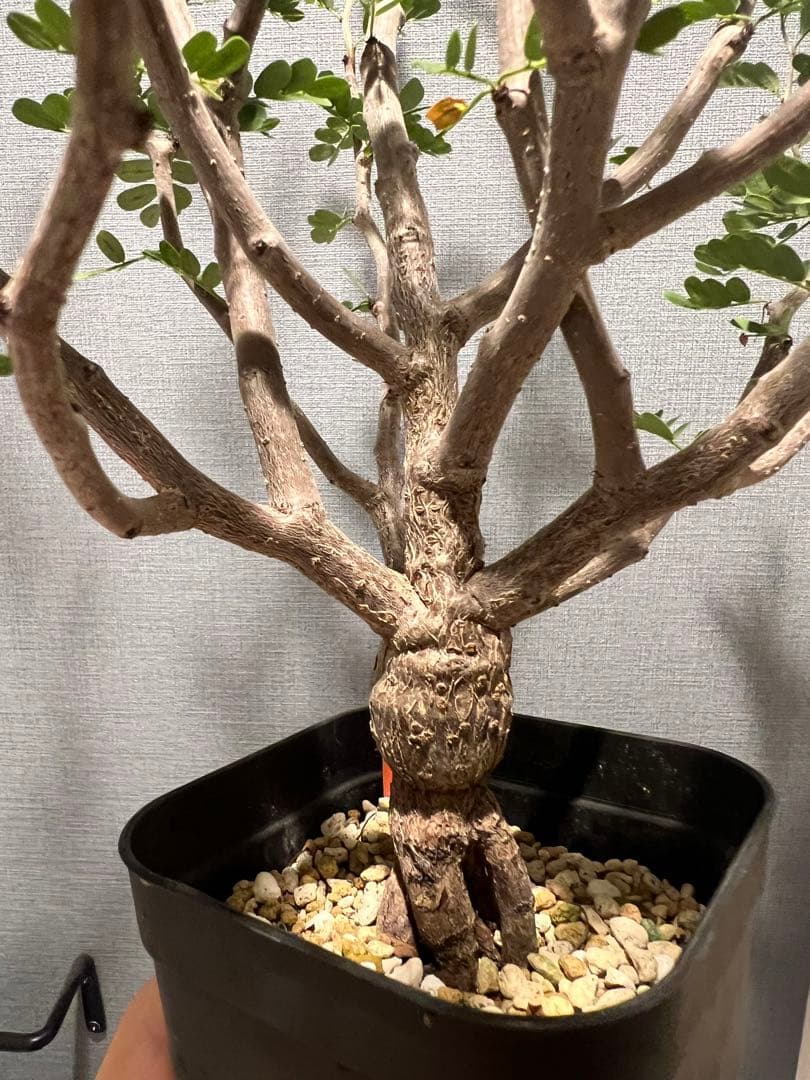 センナメリディオナリス 実生