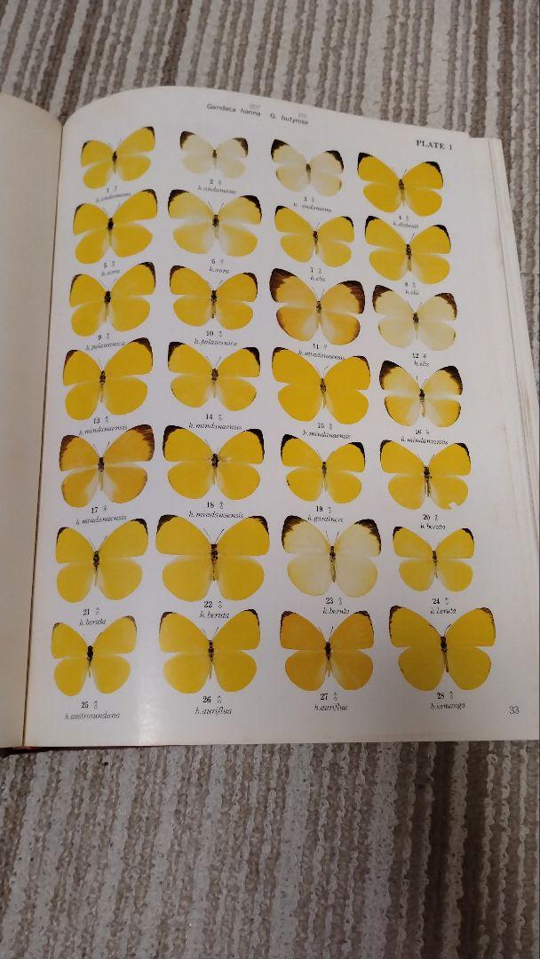 図鑑 第2巻 留め置き チョウチョの専門書 東南アジア島嶼の蝶