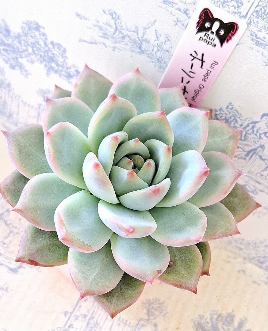 ホーリンゼ実生　札付きポットごとメルカリ便ルイパパさん苗