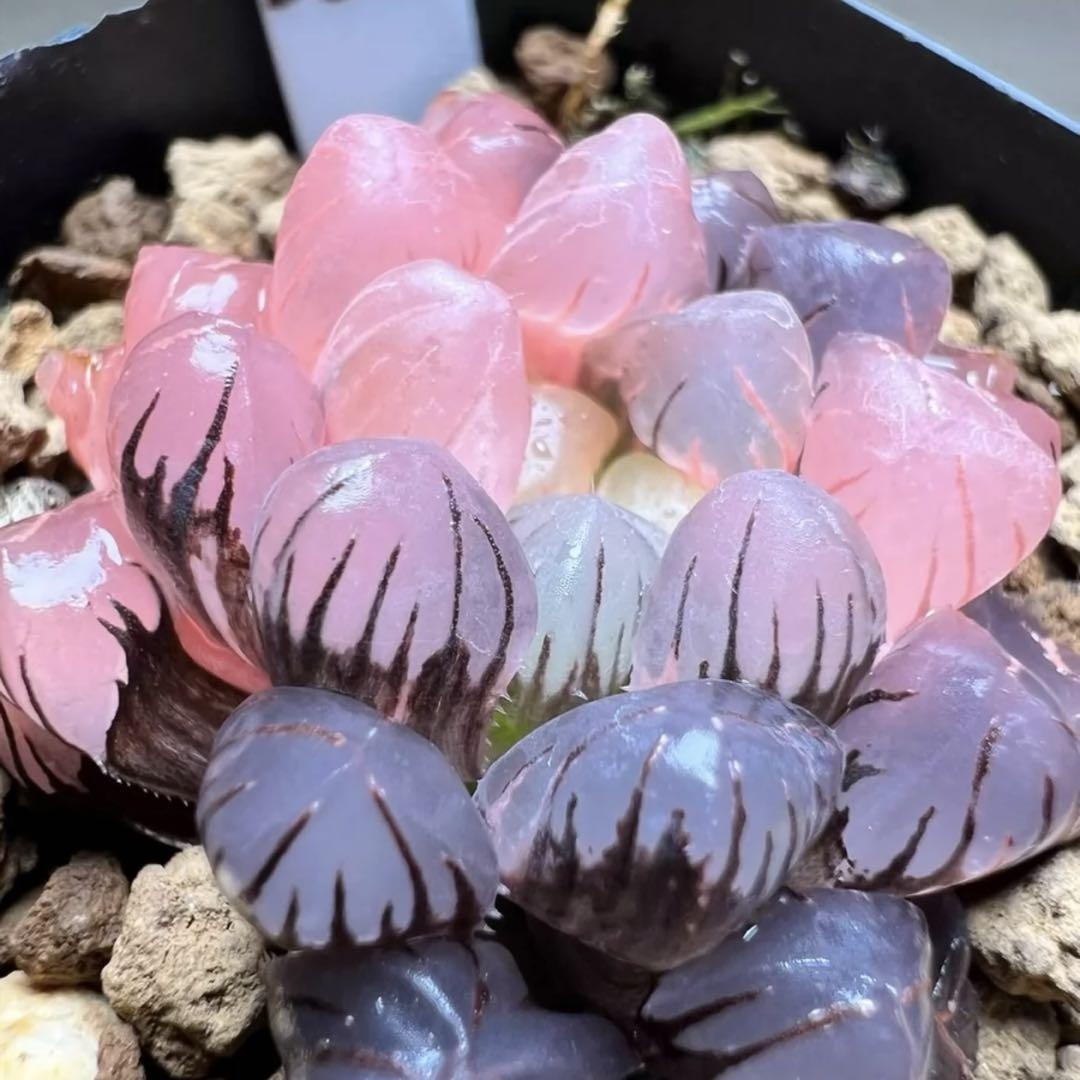 E*a様 多肉植物 ハオルチア OB-1オブツーサ錦 鮮明錦 超美品
