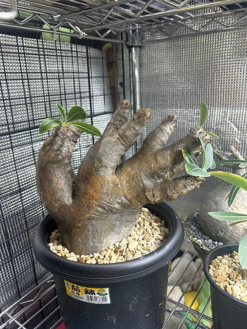 パキポディウムエニグマチカム 現地球目立った傷や汚れなし