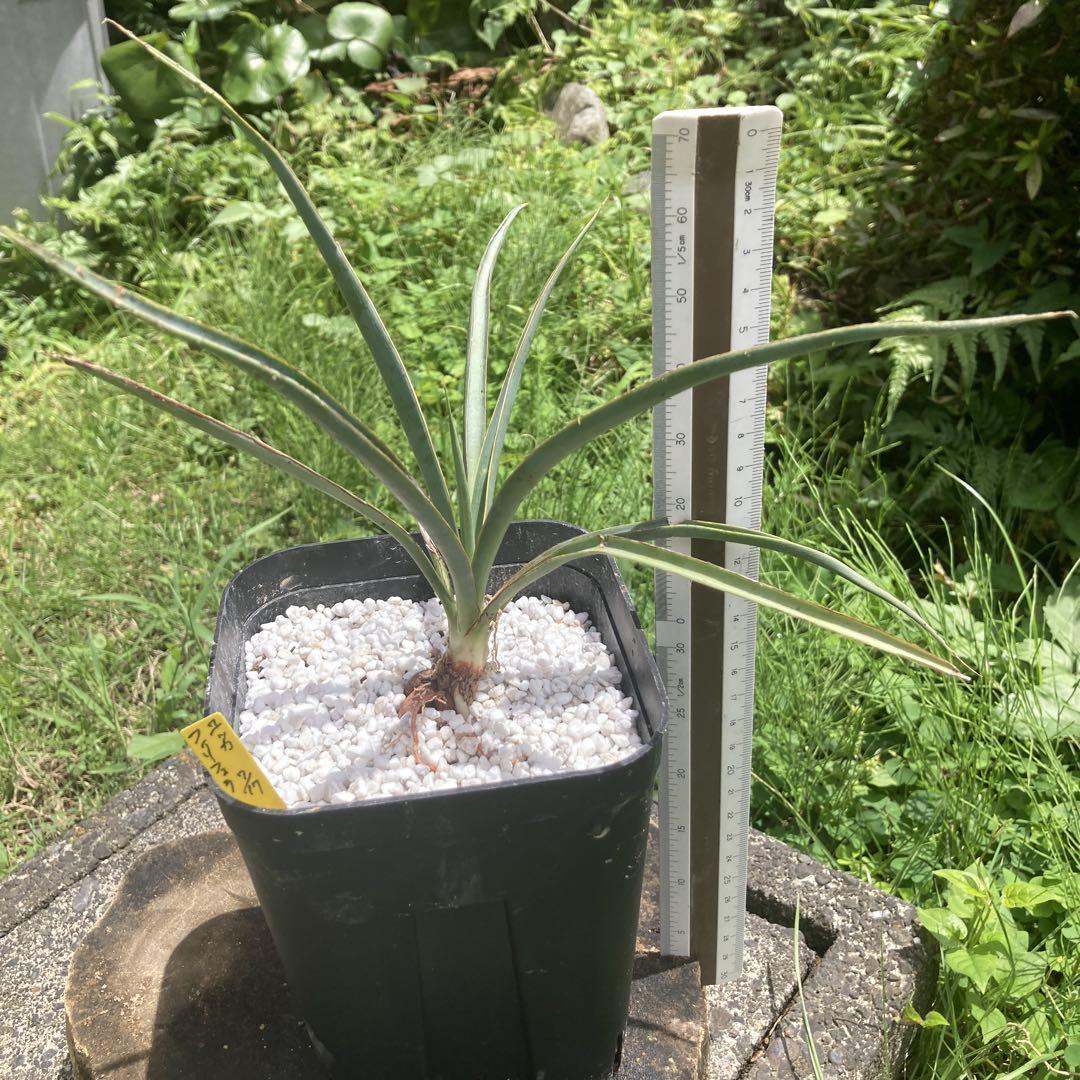 【実生】ユッカフィリフェラ 楽天市場】◇ユッカ・フィリフェラ 5号 実生苗◇Yucca filifera