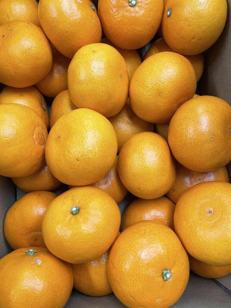 愛媛産せとかみかん　秀5kg！ 愛媛産せとかみかん 秀5kg！最終入荷！
