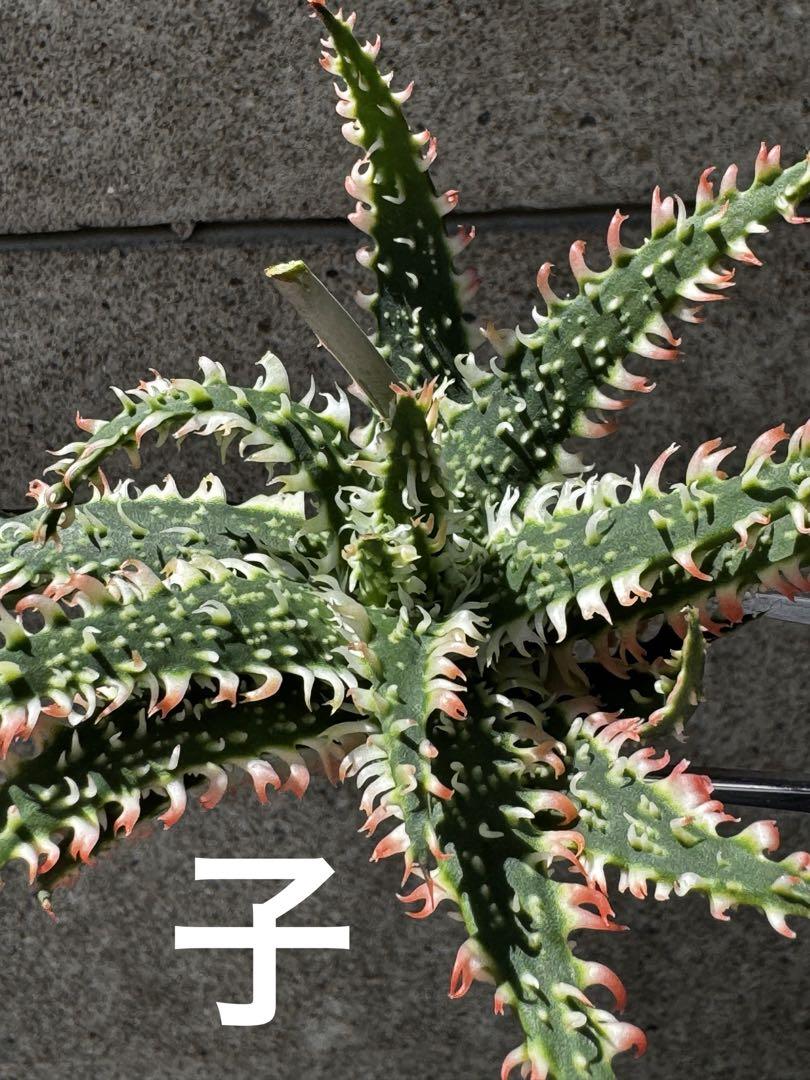 Aloe hybrid アロエ ハイブリッド 子株 第四種 - ハオルチア