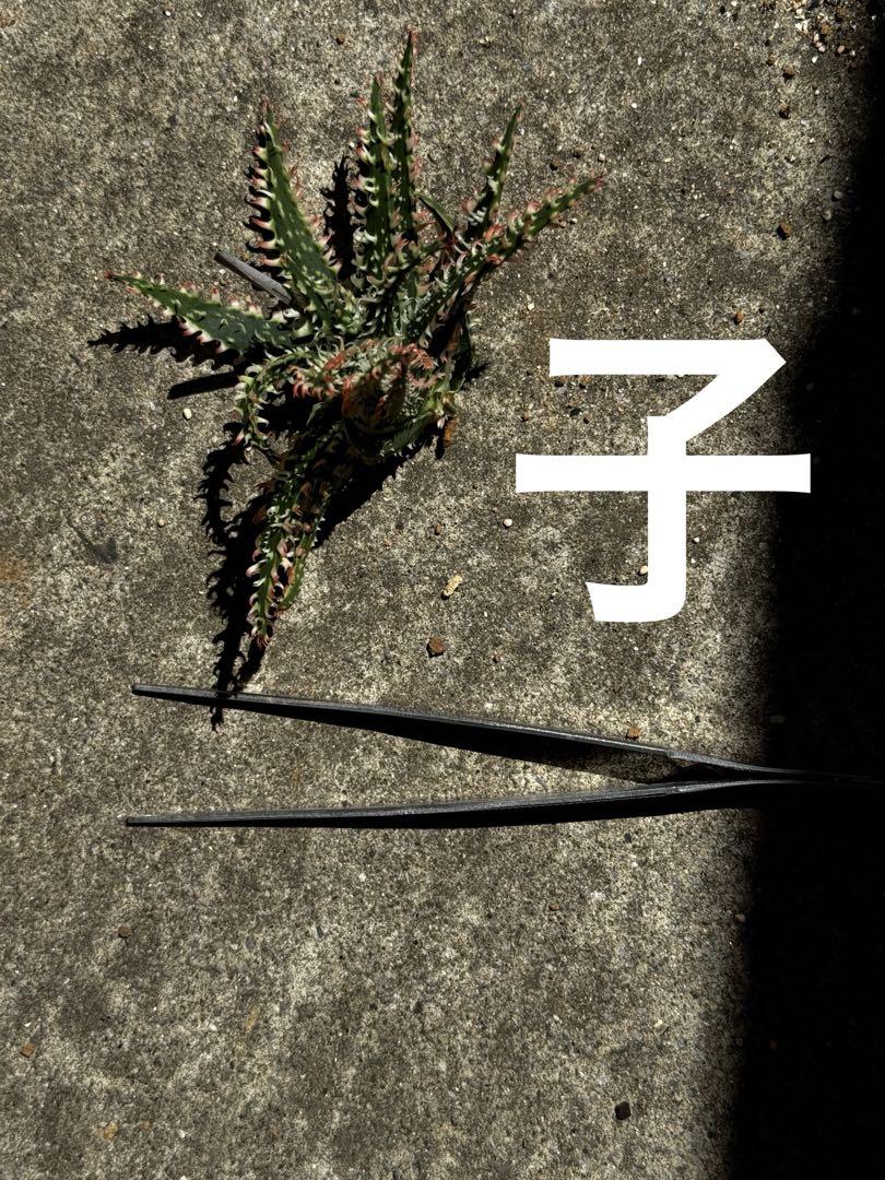 アロエ ハイブリッド Aloe hybrid 第四種 20 - メルカリ