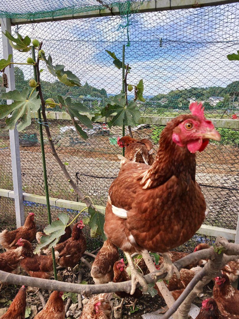 平飼い卵80個2/10常温発送あんず