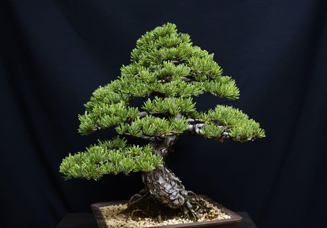 五葉松　45cm 葉性抜群