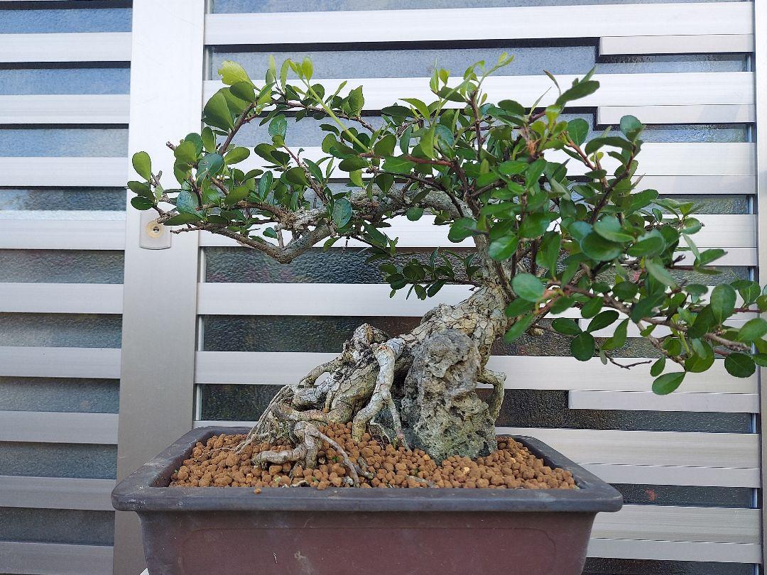 オオハマボウ　ハリツルマサキ　珍奇植物　琉球盆栽 𝕁𝔻𝕂𝕊ℕ | ™️ ・ #オオハマボウ #琉球盆栽 #ユウナ
