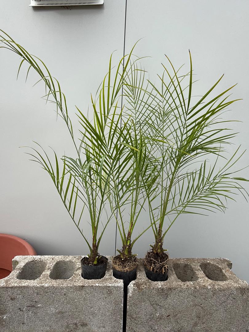 Homalomena sp.Riau sumatera【LA1119-01】大株 ホマロメナ Homalomena sp. Riau sumatera 'Variegated' – 熱帯