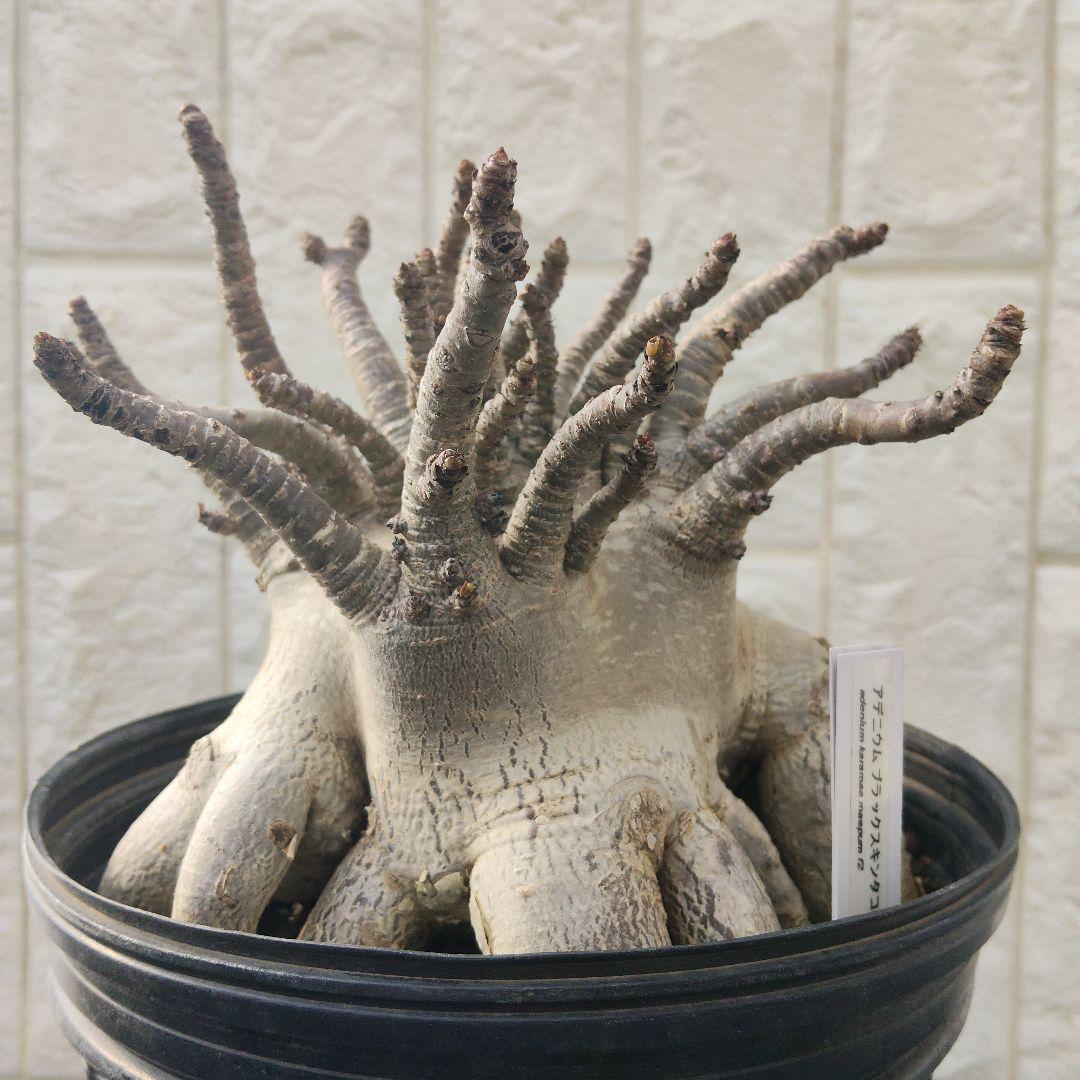 A21 アデニウム タコ足 ドワーフ ブラックスキンコーデックス アラビカム