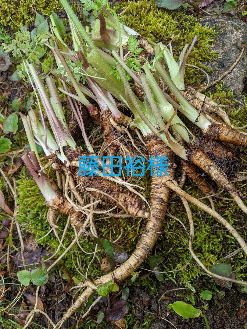 Homalomena sp. Riau sumatera [LA1119-01]