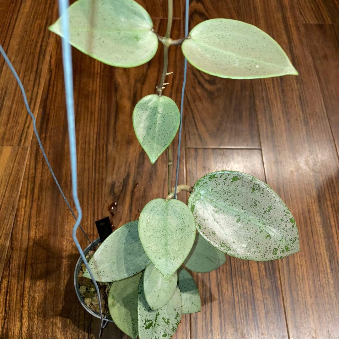 パラシティカ ハートリーブスシルバー