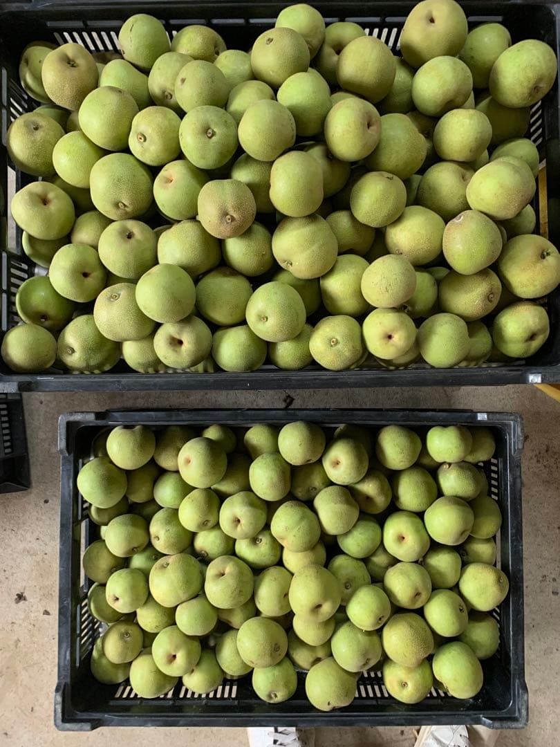 加工用 幸水摘果梨 14キロ 注目の福袋をピックアップ! 3060円