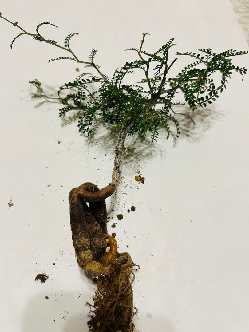 パキプス 複数のパワタンク目立った傷や汚れなし