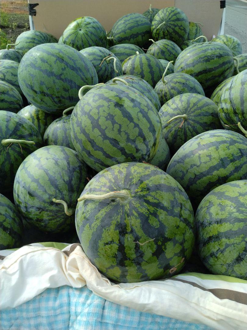 山形県産、尾花沢スイカ4Lサイズ1個 - メルカリ