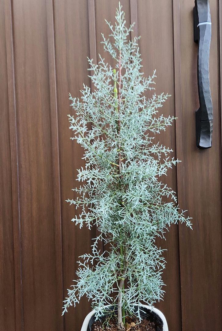 大きめ♡ブルーアイス　コニファー　テラコッタ鉢植え　苗 ブルーアイス コニファー ホワイトテラコッタ鉢植え 苗 X'mas