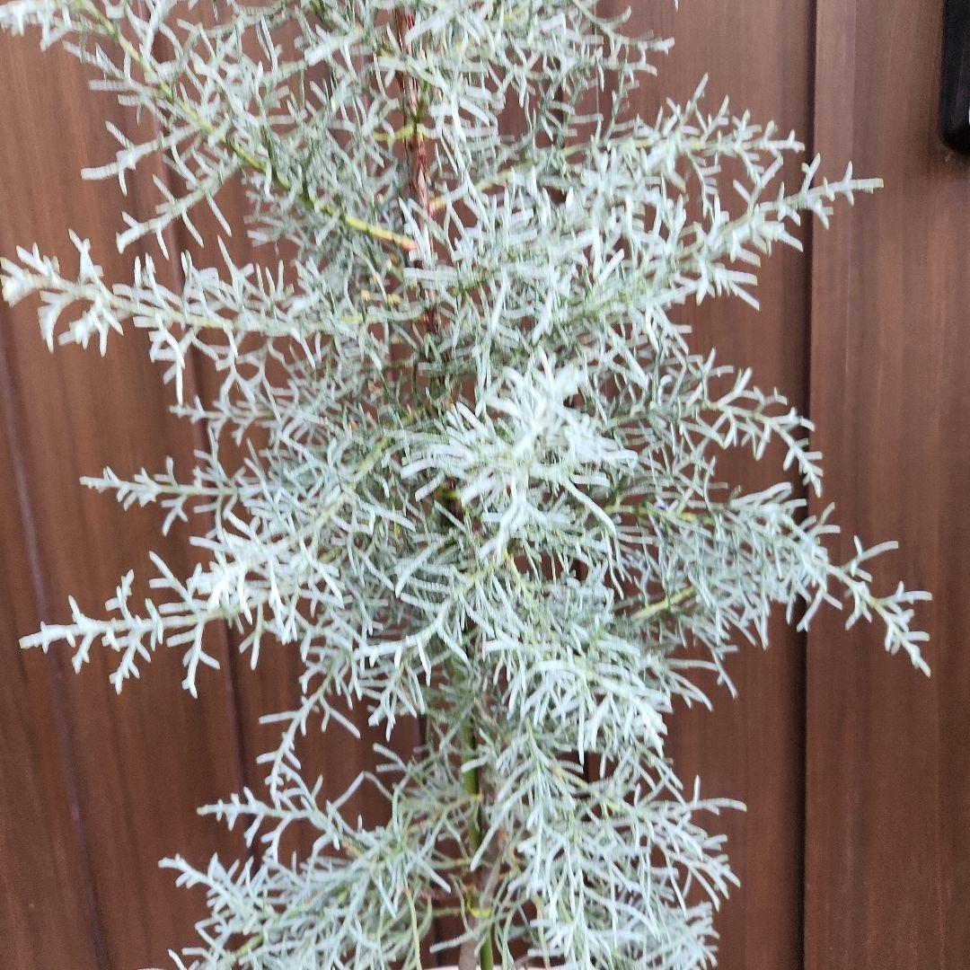 ブルーアイス コニファー ホワイトテラコッタ鉢植え 苗 X'mas
