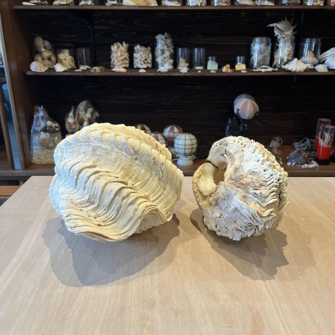 希少　美品　フィリピン産　ヒレシャコガイ　2点セット