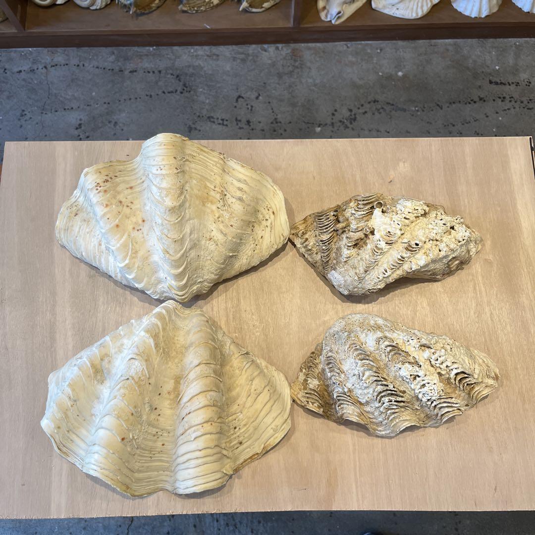 希少　美品　フィリピン産　ヒレシャコガイ　2点セット