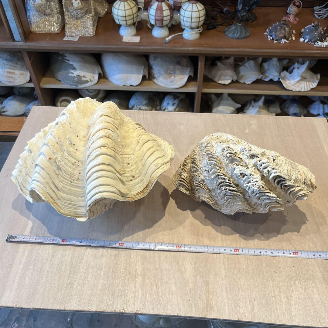 希少　美品　フィリピン産　ヒレシャコガイ　2点セット