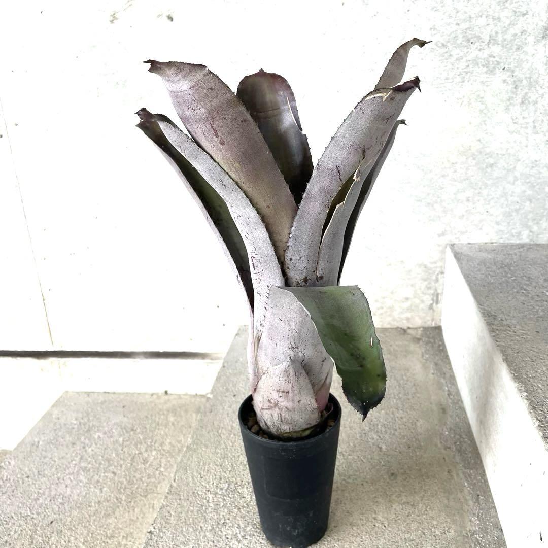 【希少】Aechmea エクメア ムルフォーディ マルバ 沖縄育ち 希少】Aechmea エクメア ムルフォーディ マルバ 縄育ち