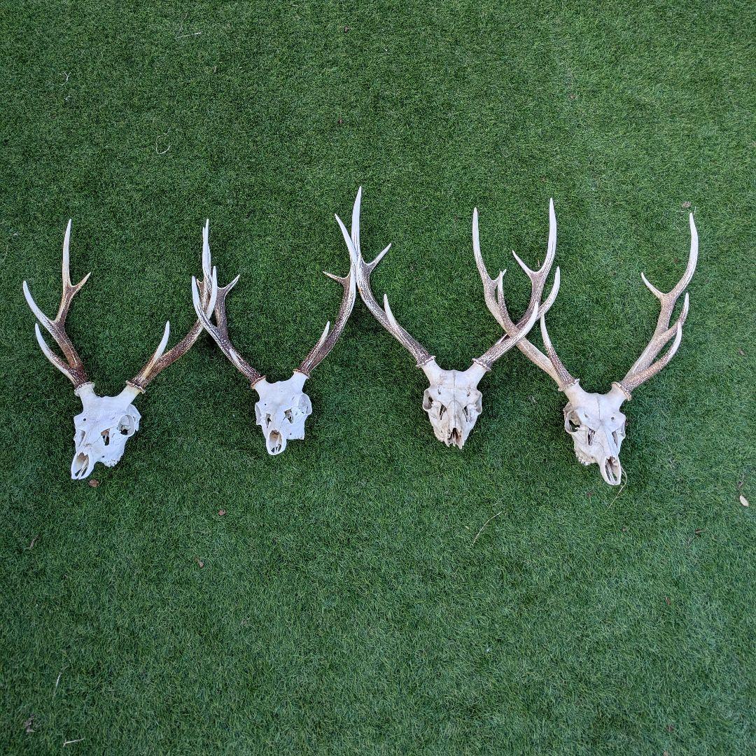 鹿の頭骨 4つ　角　まとめ売り　ニホンジカ