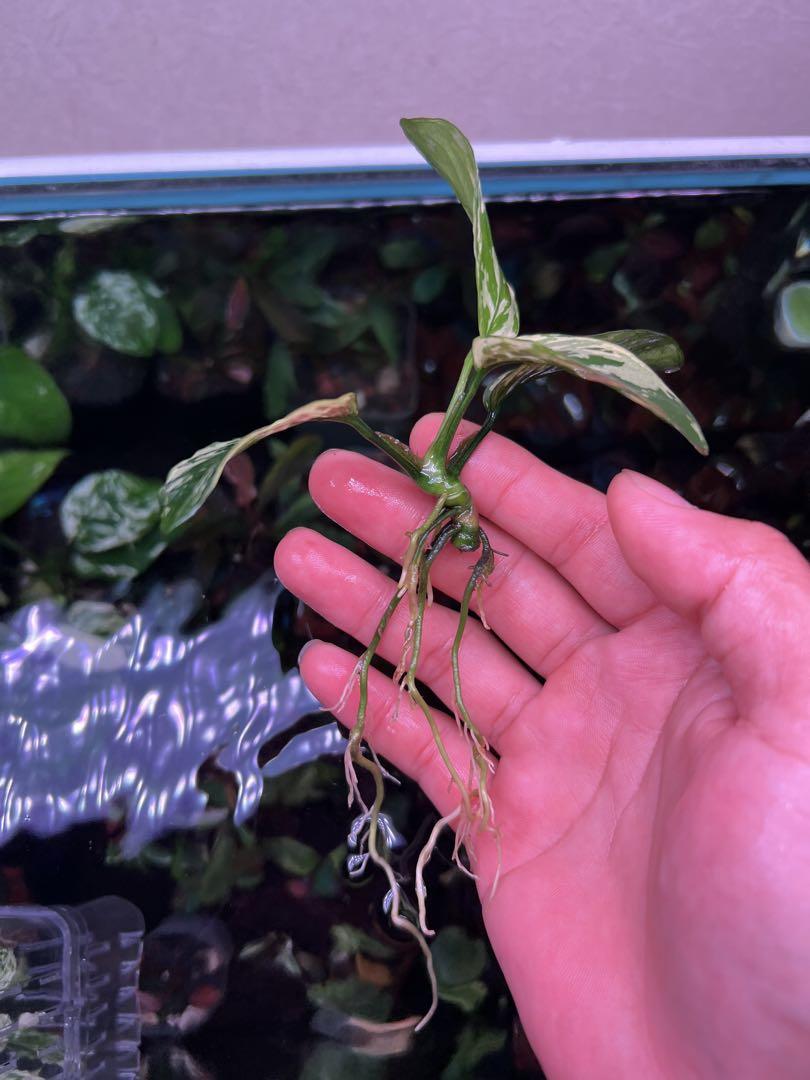 アヌビアスナナ　斑入りキング Anubias Variegated King アヌビアスナナ 斑入りキング Anubias Variegated King - メルカリ