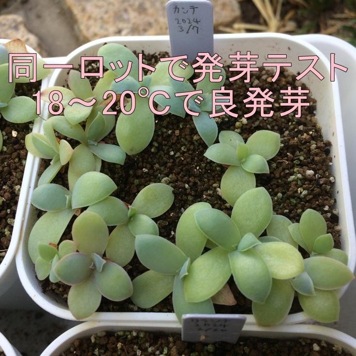 ケーレス