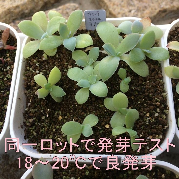 種子