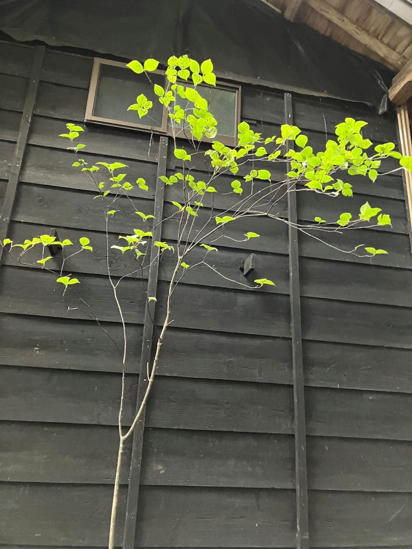 ミヤマガマズミ