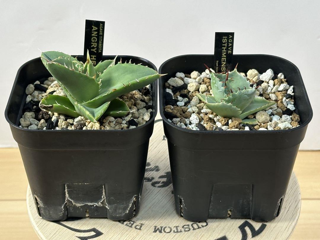 ファッションデザイナー 植木鉢 SIZE XL 作家鉢 恵比寿笑 花籠 帝冠 亀甲竜 アガベ 鉢・プランター
