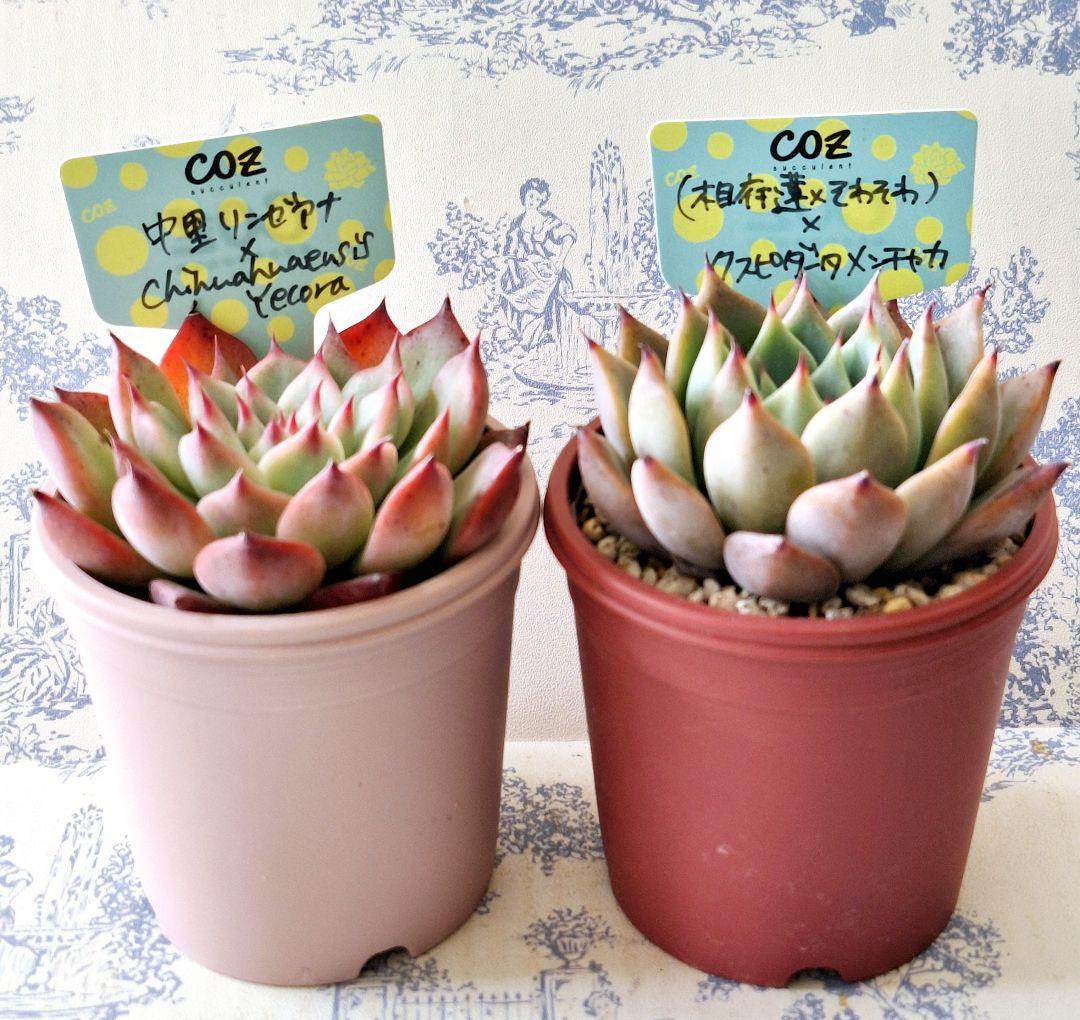 COZさん苗 ２点セット 札付きポットごと メルカリ便