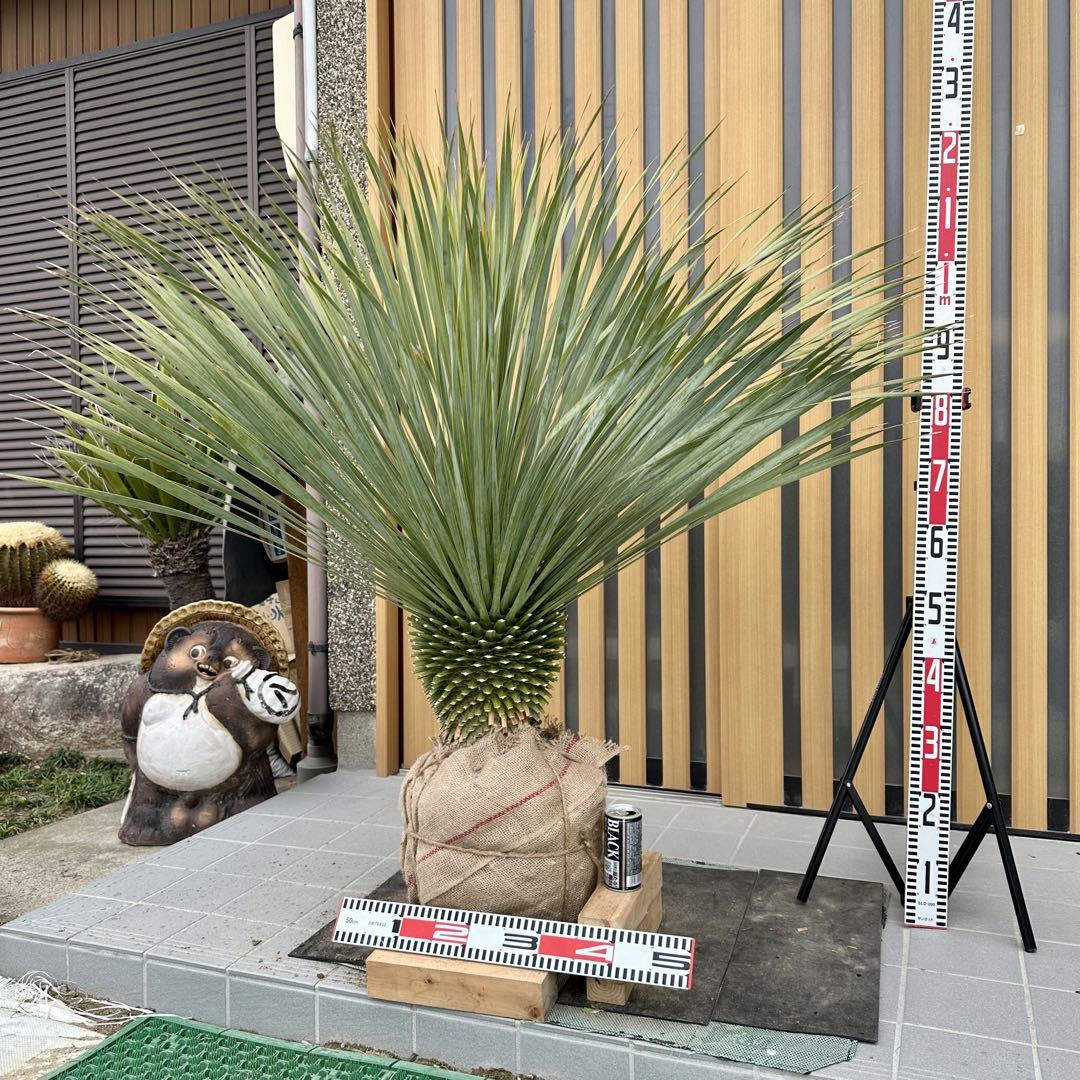 ユッカ ロストラータ （樹高:約120cm）Mar18