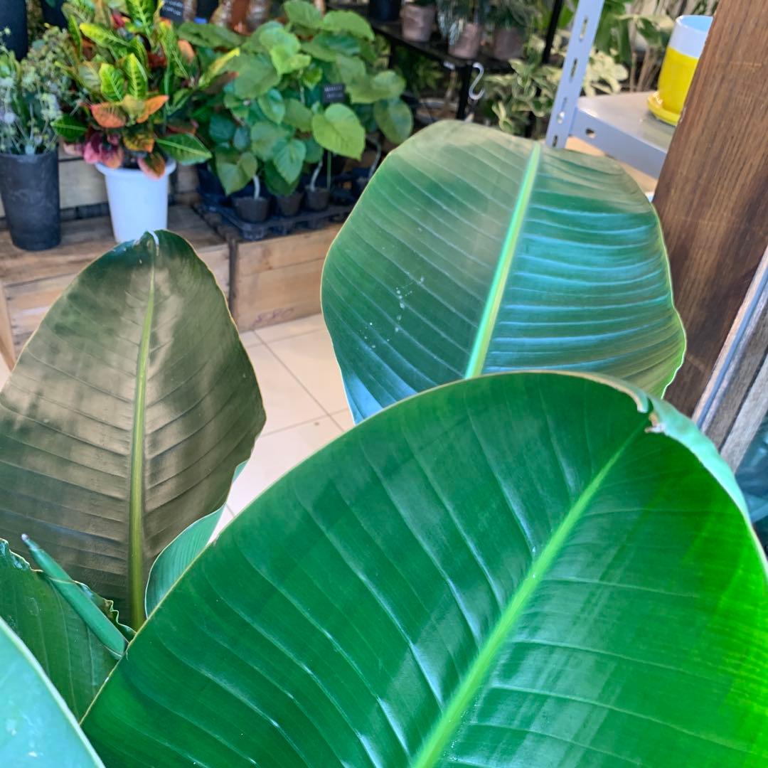 ストレリチア オーガスタ ストレリチア オーガスタ