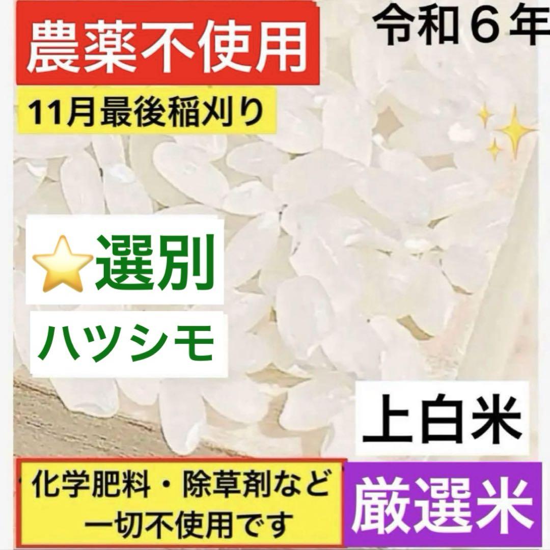 無料発送 6年✳️農薬不使用ハツシモ満足度100%※上白米又は玄米1キロお 米・雑穀・粉類