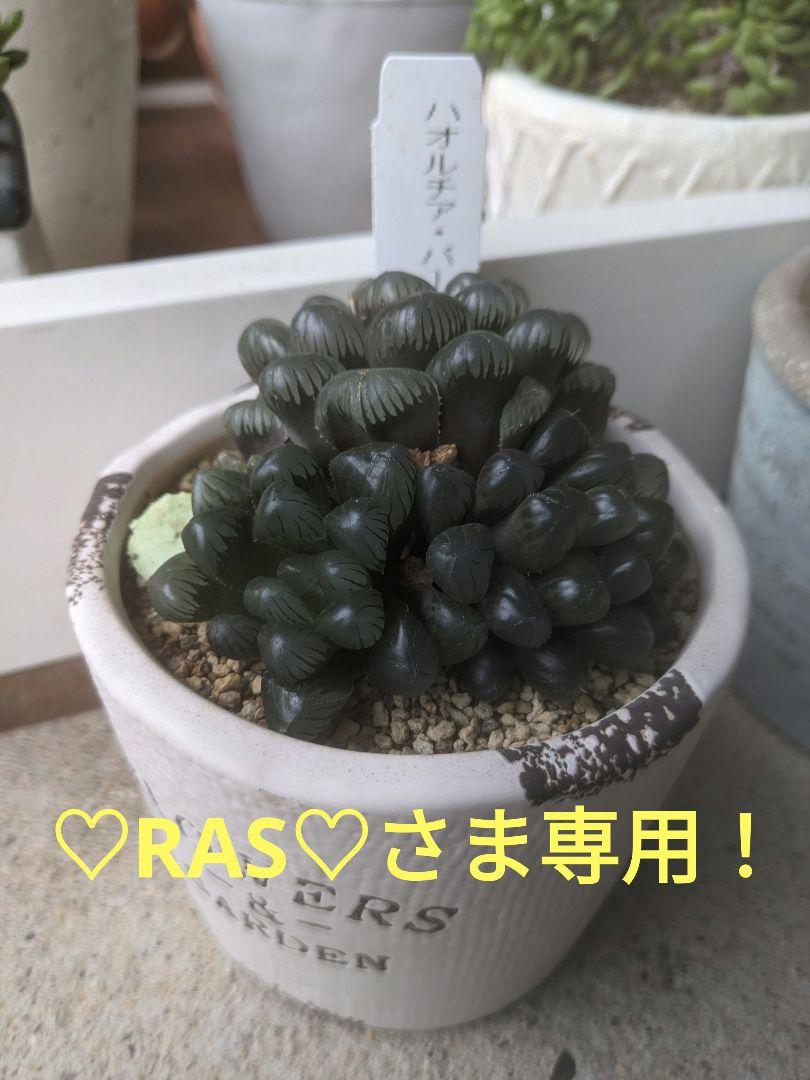 ★RASさま専用！★ シャンデリア電球