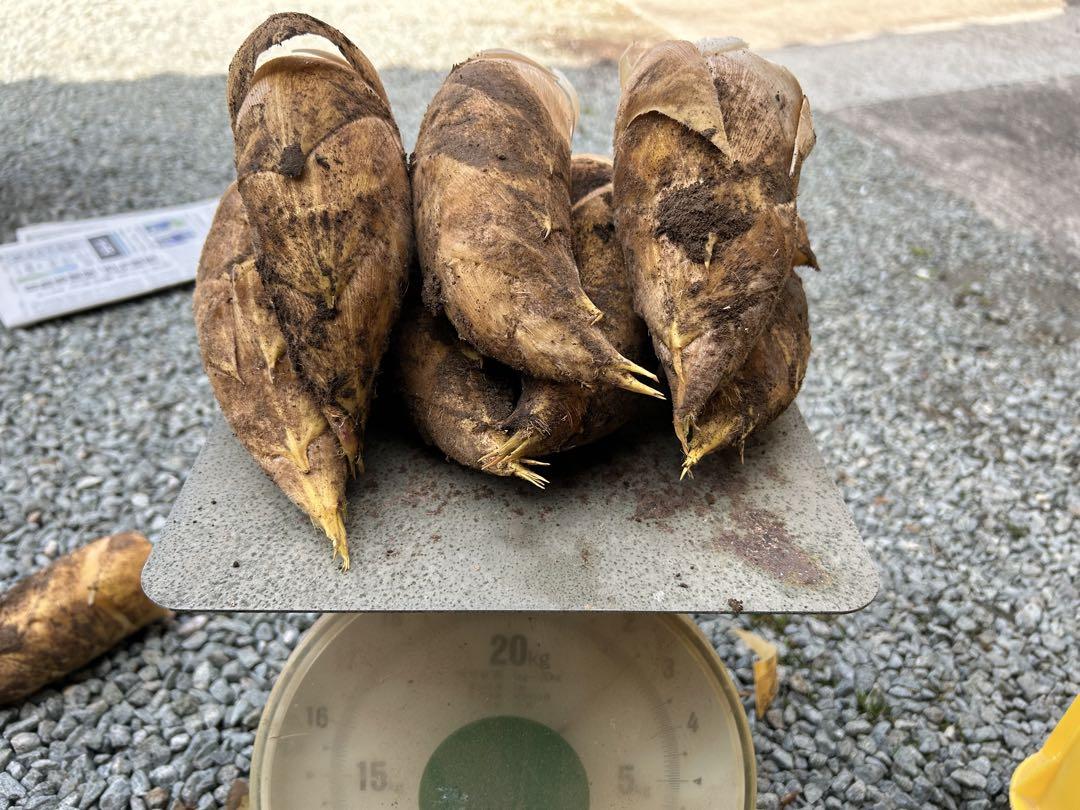 熊本県産 筍 たけのこ タケノコ 2kg①