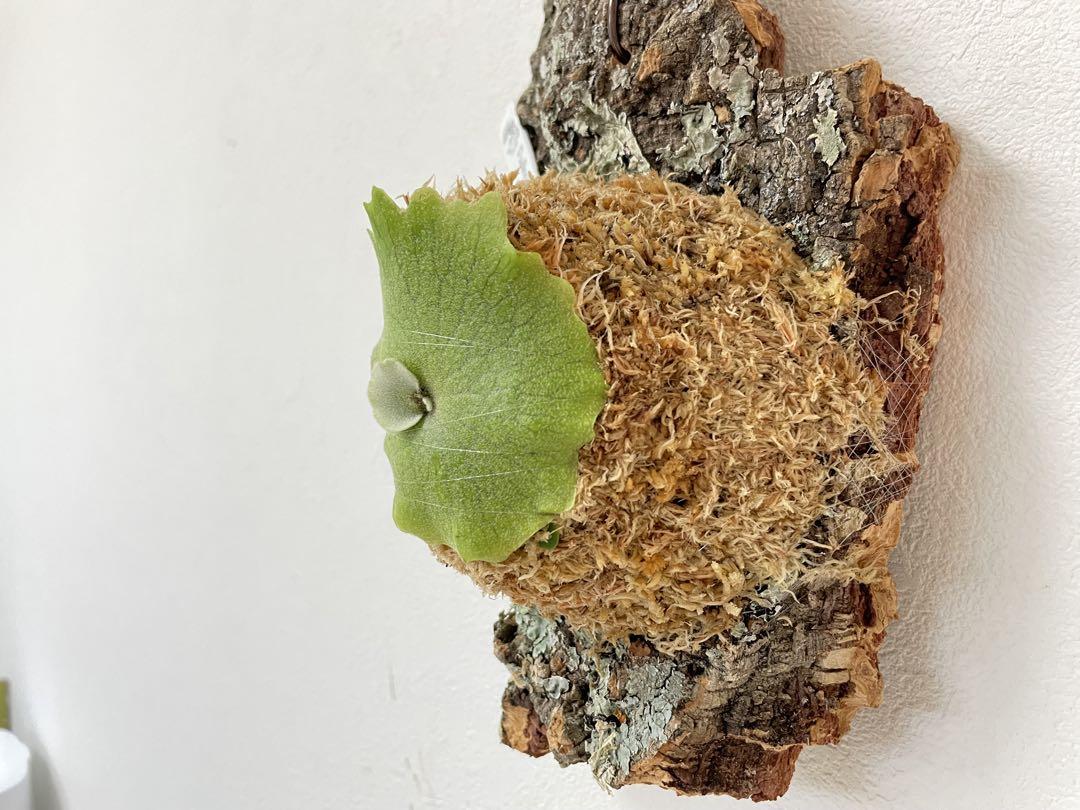 コルク付け willinckii nano spore dwarf ビカクシダ