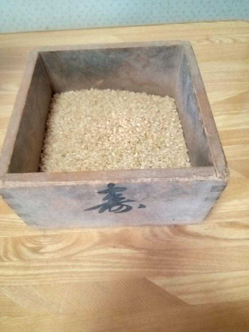 コシヒカリ 玄米10kg 令和6年産 千葉県産