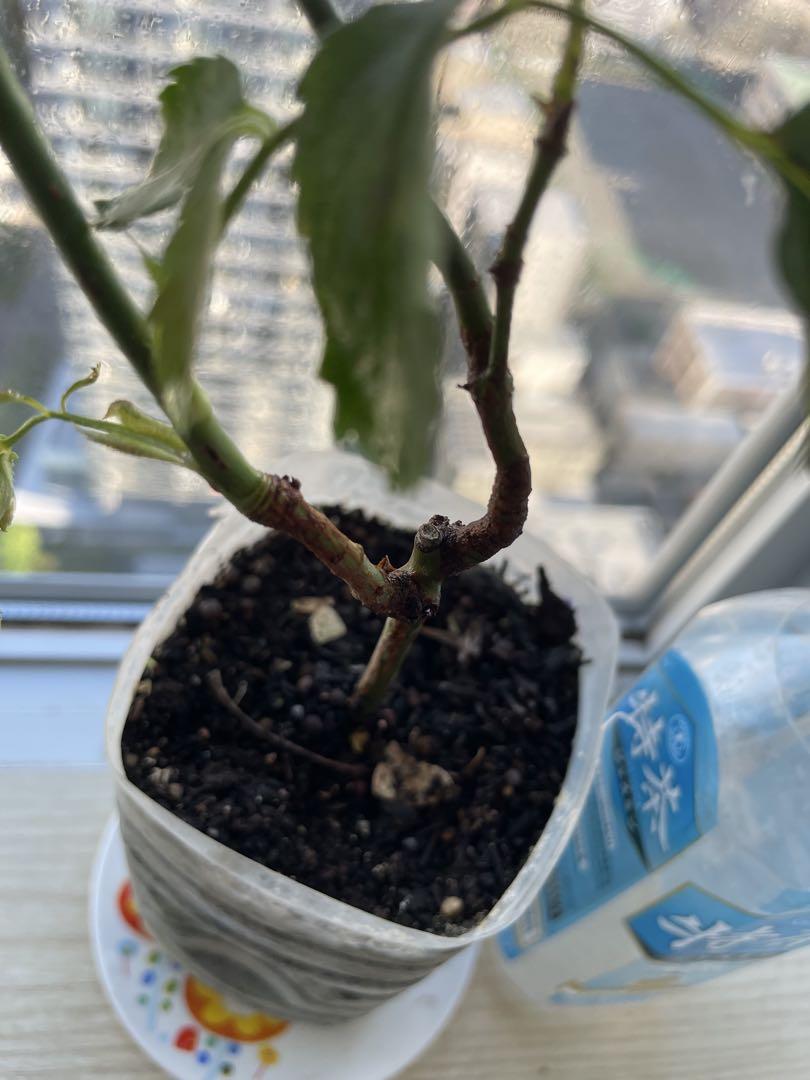 蕾付き❣️数量限定！超強香！超強健！大輪！フランス原産切り花品種　バラ苗